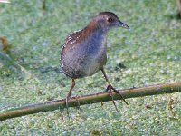 klein riethaan4  Baillons Crake - Frieda Prinsloo 2013 : friedaq